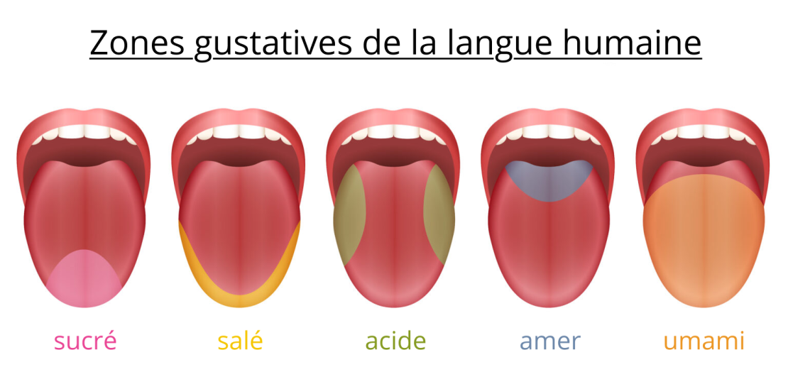 Illustrations montrant l’emplacement des zones gustatives sur la langue : sucré, salé, acide, amer et umami